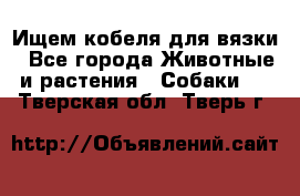 Ищем кобеля для вязки - Все города Животные и растения » Собаки   . Тверская обл.,Тверь г.